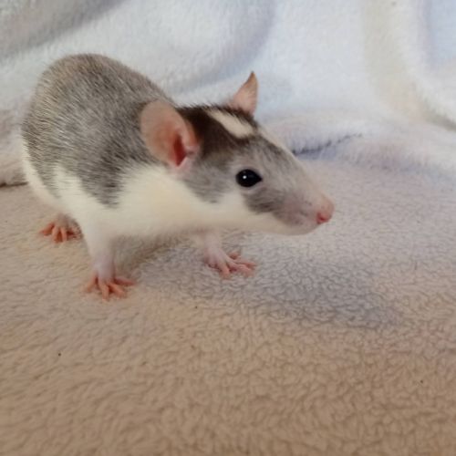 Rats sevrés #2
