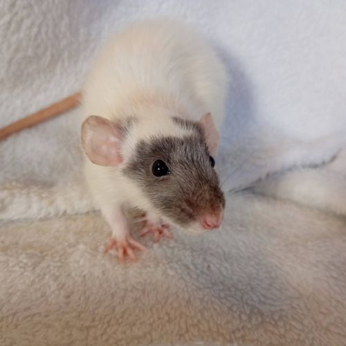 Rats sevrés #4