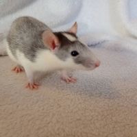 Rats sevrés #2