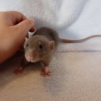 Rats sevrés #3
