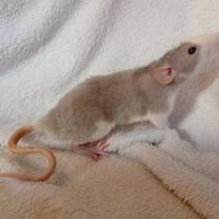 Rats sevrés #0