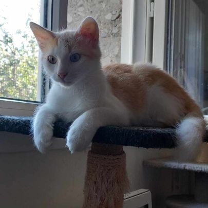 Frimousse chaton à l'adoption #0