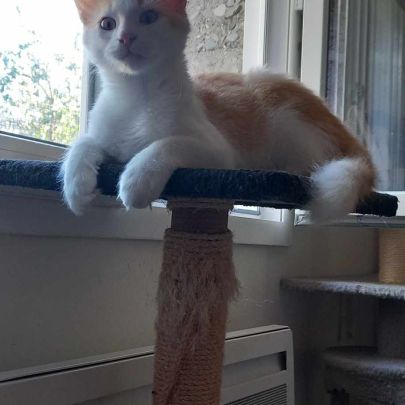 Frimousse chaton à l'adoption #2