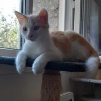 Frimousse chaton à l'adoption