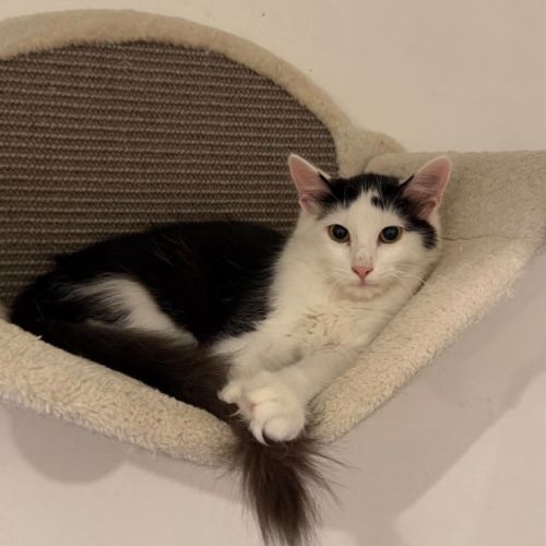 Pimousse chaton à l'adoption #0