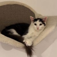 Pimousse chaton à l'adoption