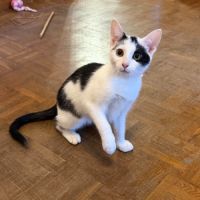 Pirouette chaton à l'adoption