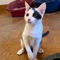 Pirouette chaton à l'adoption #2