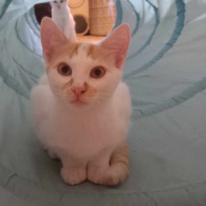 Freecat chaton à l'adoption #1