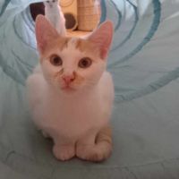 Freecat chaton à l'adoption #1