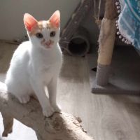 Freecat chaton à l'adoption