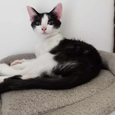Pittochat chaton à l'adoption