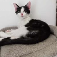Pittochat chaton à l'adoption