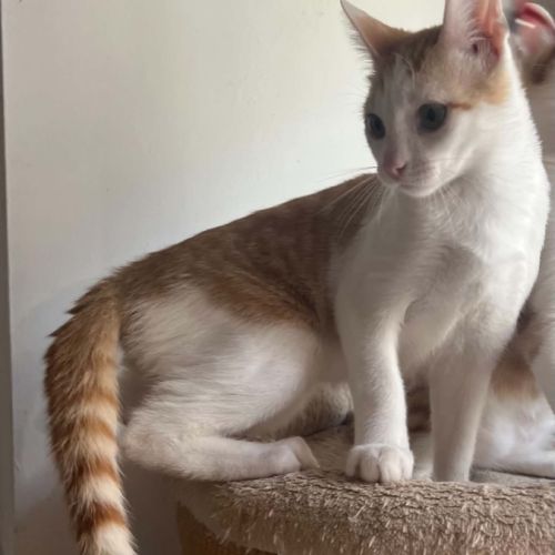 Aramis chaton à l'adoption #2