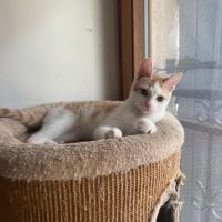 Aramis chaton à l'adoption