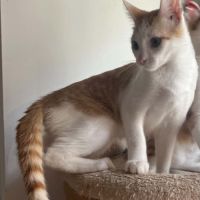 Aramis chaton à l'adoption #2