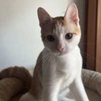 Aramis chaton à l'adoption #3