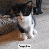 Chipster chaton à l'adoption