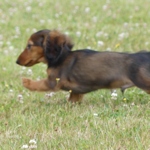 Chiot mâle teckel nain poil long #1