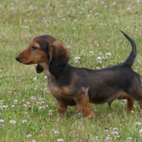 Chiot mâle teckel nain poil long #0