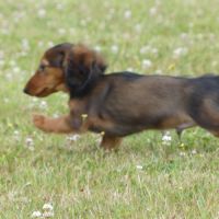 Chiot mâle teckel nain poil long #1