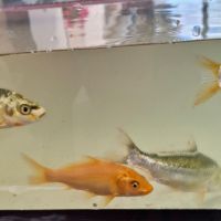 Carpes koï #3