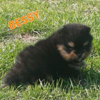 Spitz nain pomeranian #1
