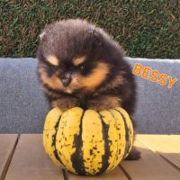 Spitz nain pomeranian