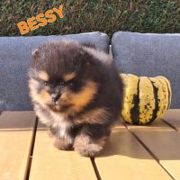 Spitz nain pomeranian #3