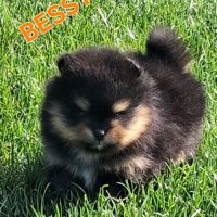 Spitz nain pomeranian #4