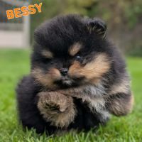 Spitz nain pomeranian