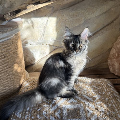 Chaton femelle maine coon loof
