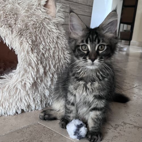 Chaton femelle maine coon loof #0