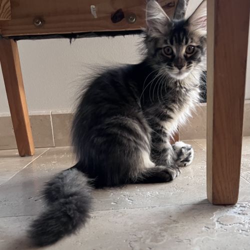 Chaton femelle maine coon loof #2