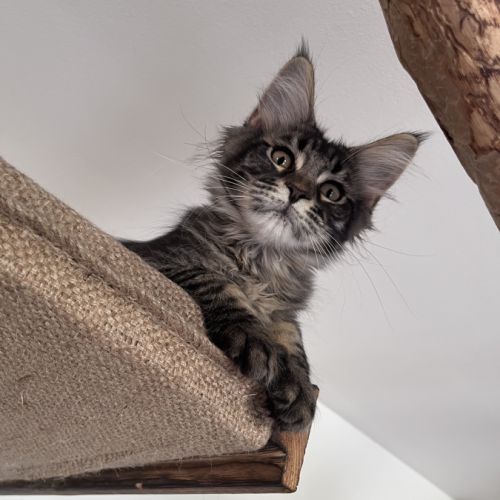 Chaton femelle maine coon loof #3