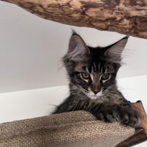 Chaton femelle maine coon loof #4