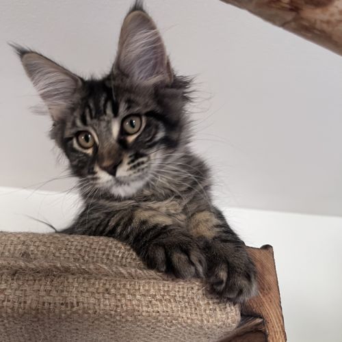 Chaton femelle maine coon loof #6