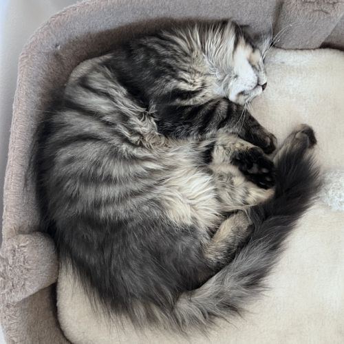 Chaton femelle maine coon loof #9
