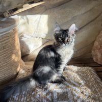 Chaton femelle maine coon loof
