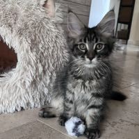 Chaton femelle maine coon loof