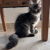 Chaton femelle maine coon loof #2