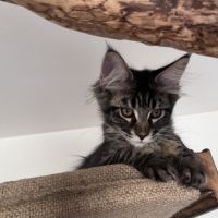Chaton femelle maine coon loof #4