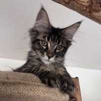 Chaton femelle maine coon loof #5