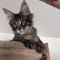 Chaton femelle maine coon loof #6