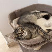 Chaton femelle maine coon loof #7