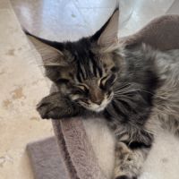 Chaton femelle maine coon loof #8