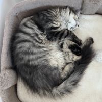 Chaton femelle maine coon loof #9