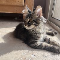 Chaton femelle maine coon loof #10