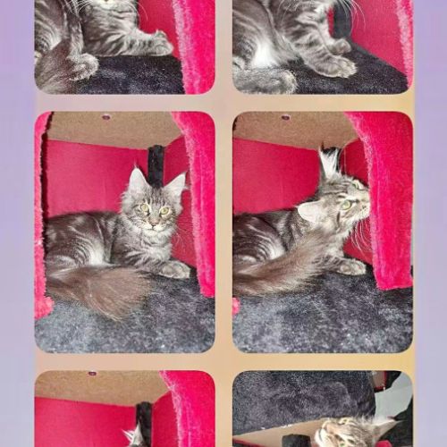 Magnifique chatons main coon loof #2