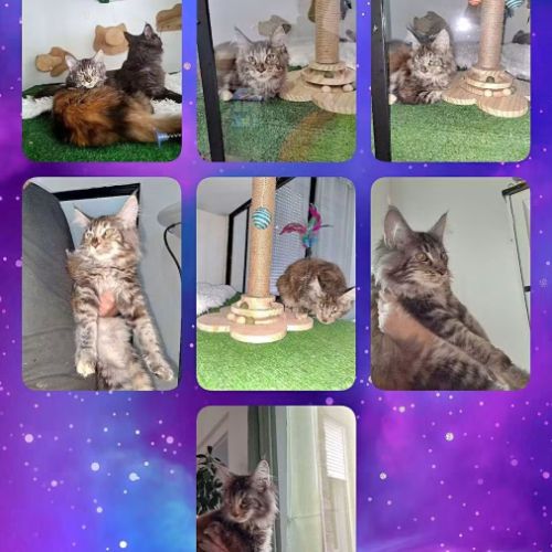 Magnifique chatons main coon loof #4